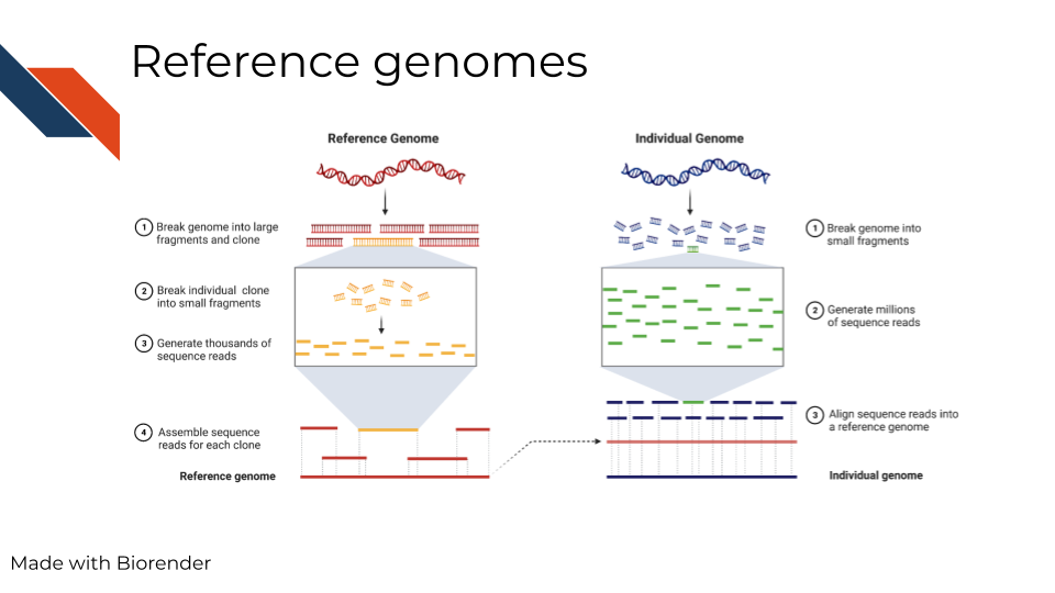 Reference genomes are often used to make sense of genomic data through comparison. Here we are showing a screenshot of Ensembl's website which has many different organisms and file types