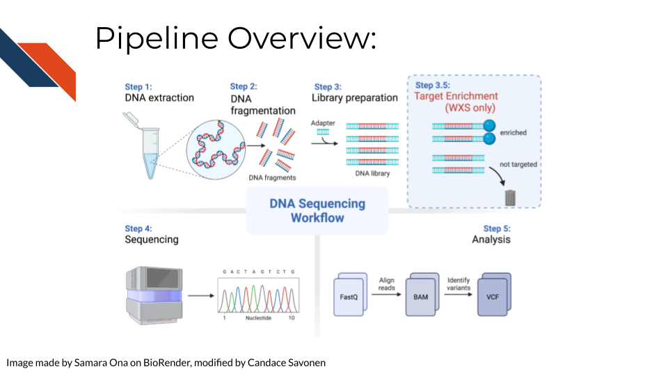 Pipeline overview: Step 1: DNA extraction from sample, Step 2: library preparation, Step 3: Sequencing, Step 4: Analysis including data processing from Fastq, aligning reads to generate a BAM file, identifying variants to create a final VCF file