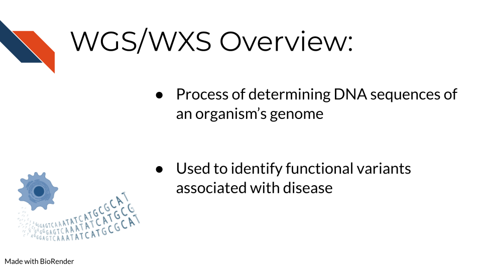 Whole genome sequencing overview, Process of determining entirety of DNA sequence of organism’s genome at single time. Includes sequencing all chromosomal data and DNA from mitochondria. Used to identify functional variants associated with disease