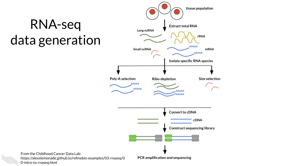 Bulk RNA-seq data is generated by extracting total RNA and then isolating RNA specific species by either Poly-A selection, Ribo depletion, or size selection. The isolated RNA is then converted to cDNA so it is more stable for sequencing. This cDNA is used to construct a sequencing library. Lastly PCR amplification is used to make many copies to use for sequencing.