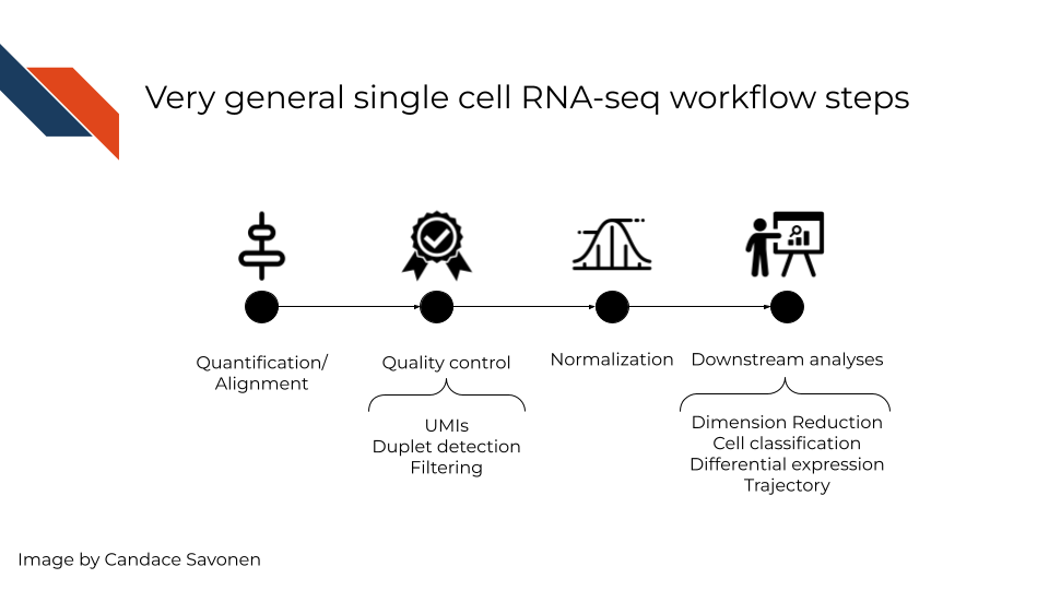 In a very general sense, single cell RNA-seq workflows involves first quantification/alignment. You will also need to conduct quality control steps that may involve using UMIs to check for what’s detected, detecting duplets, and using this information to filter out data that is not trustworthy. After you have a set of reliable data, you need to normalize your data. Single cell data is highly skewed - a lot of genes barely or not detected and a few genes that are detected a lot. After data has been normalized you are ready to conduct your downstream analyses. This will be highly dependent on the original goals and questions of your experiment. It may include dimension reduction, cell classification, differential expression, detecting cell trajectories or any number of other analyses.