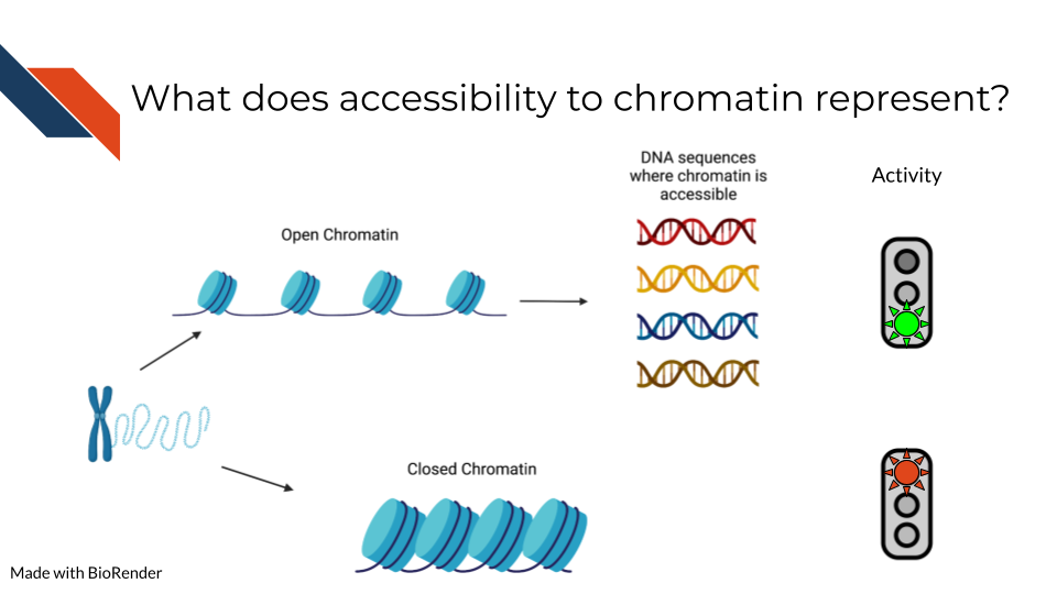 What does accessibility to chromatin represent? In ATAC-seq we are able to sequence open chromatin and find out DNA sequences where chromatin is accessible for activity. 