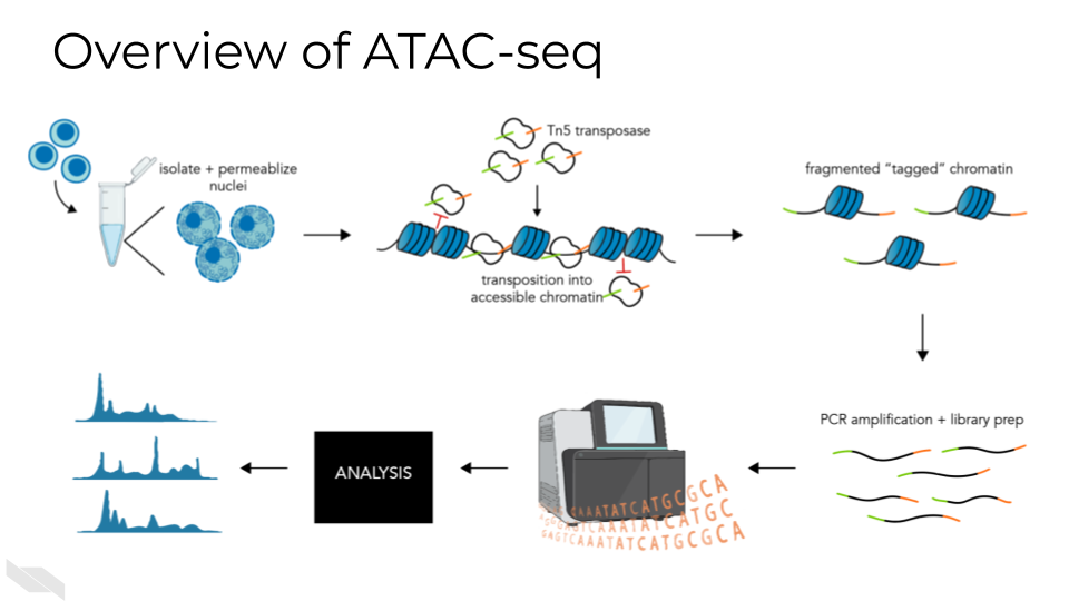 Schematic of how Tn5 fragments open chromatin + inserts adapters. This step is important for the quick protocol and low required cell inputs of ATAC-seq