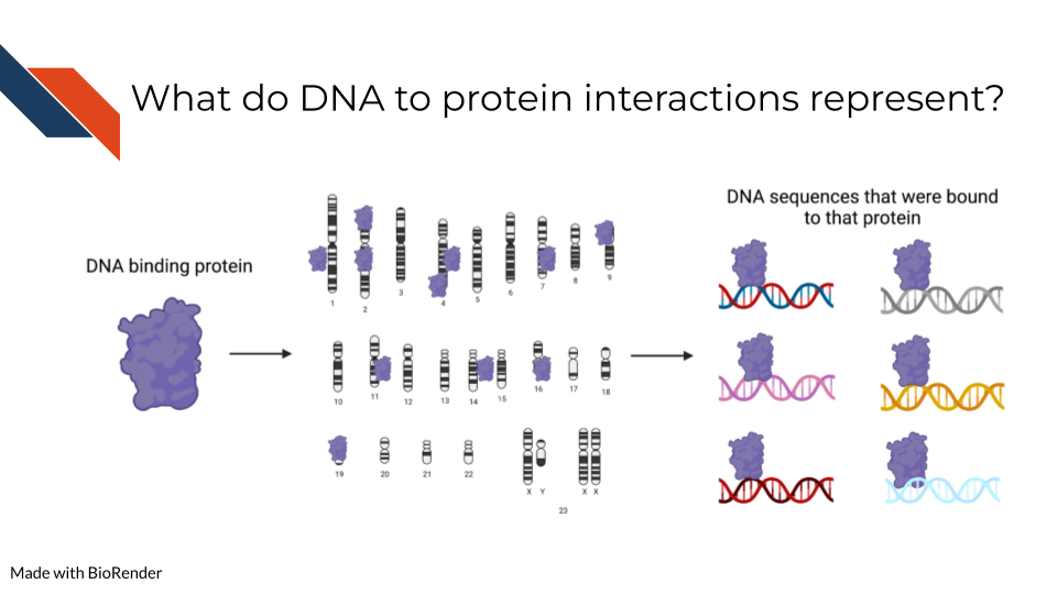 The goal of ChIP-seq is to identify, for a particular DNA binding protein, all of the DNA sequences that it binds to.