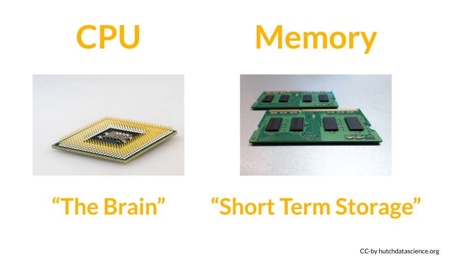 CPU is the brain of the computer, whereas memory stores information in the short term.