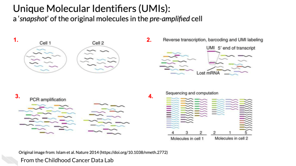Tag based single cell RNA-seq. Pros: Can profile up to millions of cells. Takes less computing power. File storage requirements are smaller. Much less expensive. Cons: More intense 3' bias. Coverage is not as deep as full length single cell RNA-seq