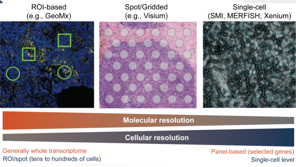 A trade-off exists between the cellular resolution and molecular resolution in spatial transcriptomics.