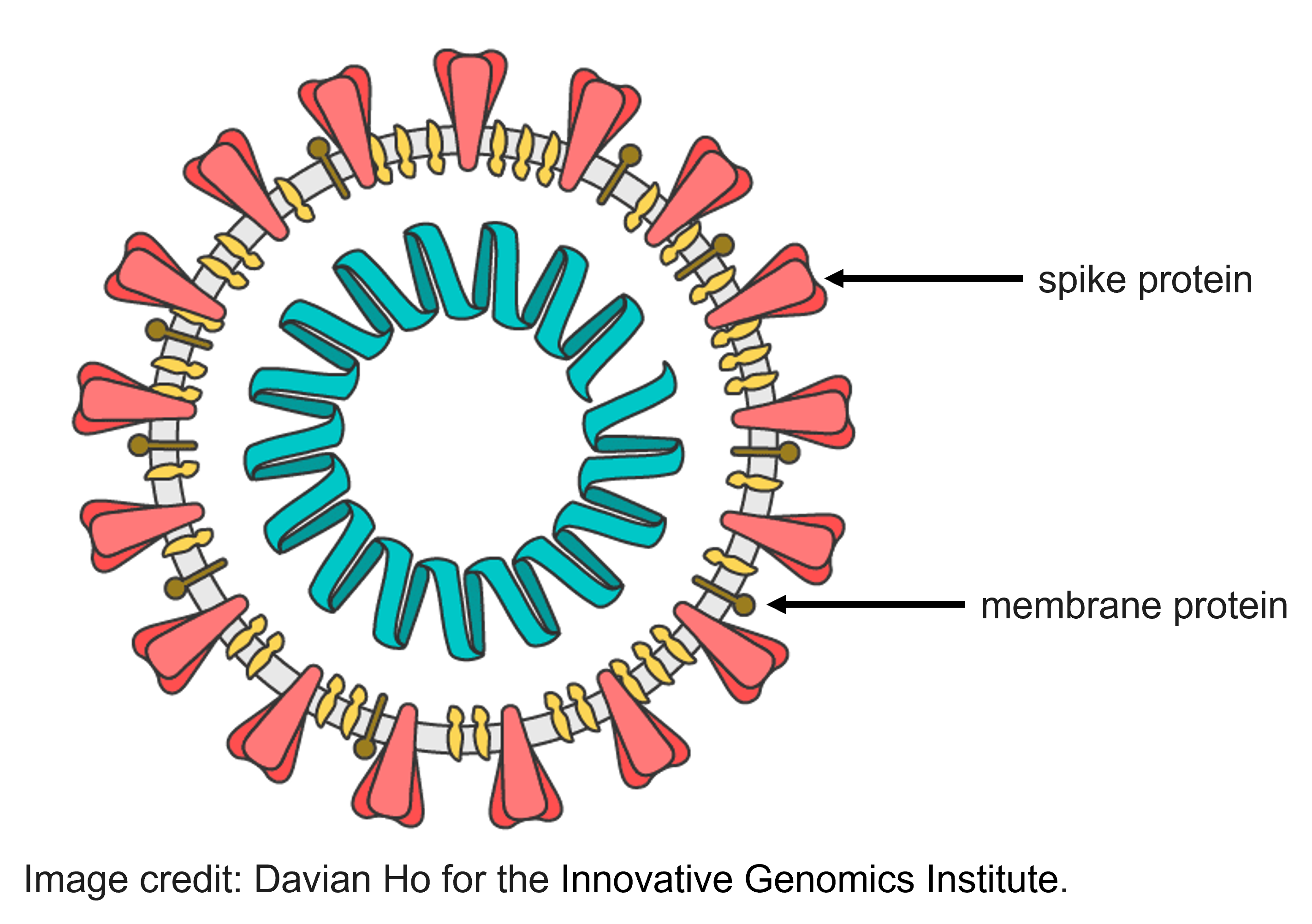 Illustration of spike and membrane proteins on virus capsule