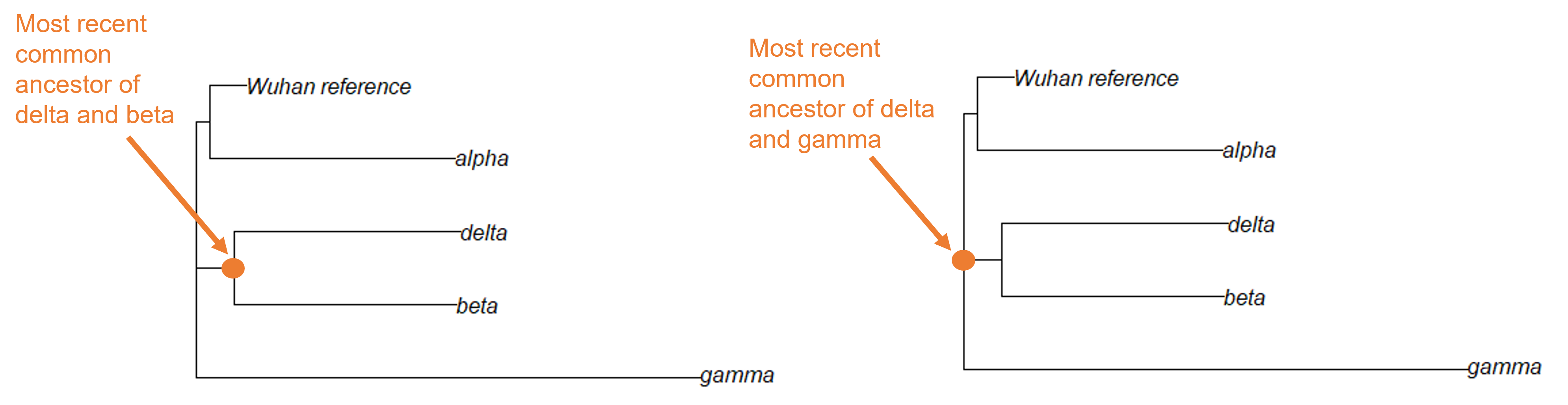 Most recent common ancestor of delta and related lineage