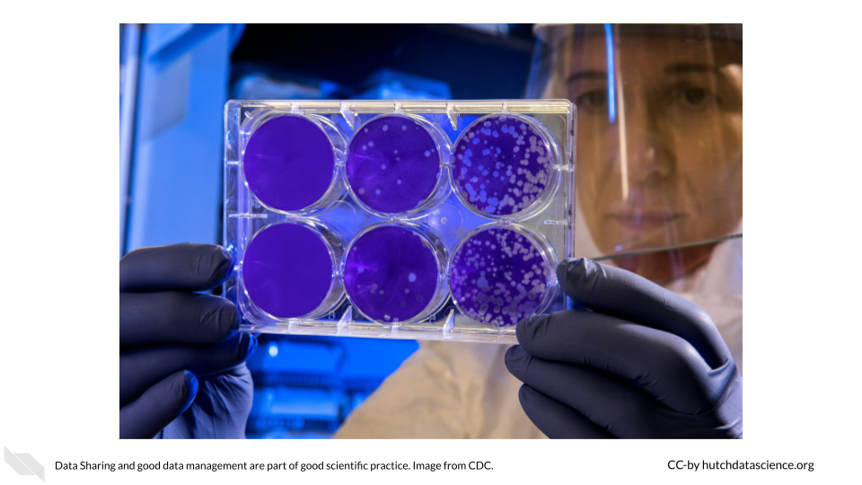 Scientist examines the result of a plate assay, which is a test that allows scientists to count how many flu virus particles (virions) are in a mixture
